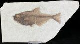 Diplomystus Fossil Fish - Wyoming #20829-1